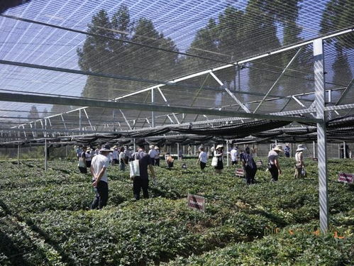 國藥太極賦能黃連產(chǎn)業(yè) 科技創(chuàng)新引領(lǐng)種植技術(shù)突破與高質(zhì)量發(fā)展