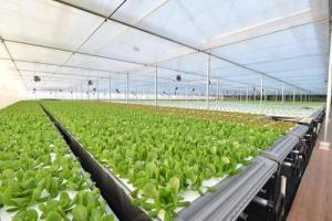 從網(wǎng)易養(yǎng)豬到京東種菜 互聯(lián)網(wǎng)巨頭為何競逐智慧農(nóng)業(yè)新賽道